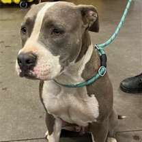 adopt-pet