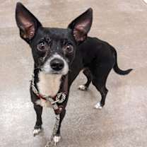 adopt-pet
