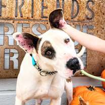adopt-pet