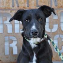 adopt-pet