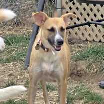 Thumbnail photo of Cricket  #2