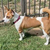 Thumbnail photo of Juniper #2