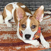 Thumbnail photo of Juniper #3