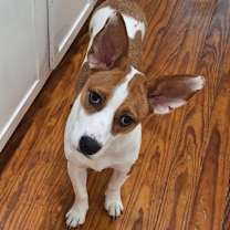 Thumbnail photo of Juniper #4