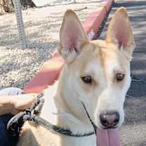 adopt-pet