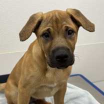 adopt-pet
