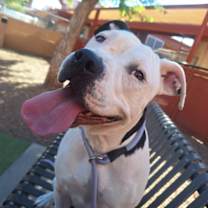adopt-pet