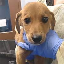 adopt-pet