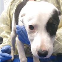 adopt-pet