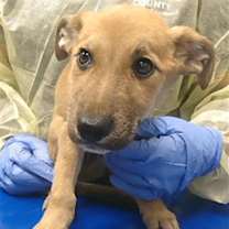 adopt-pet