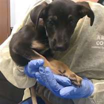 adopt-pet