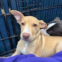 adopt-pet