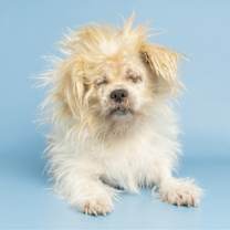 adopt-pet