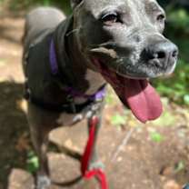 Thumbnail photo of Zeppelin #1