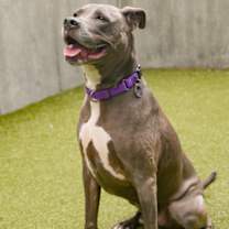 Thumbnail photo of Zeppelin #2