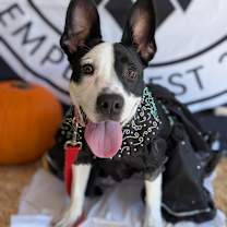 adopt-pet