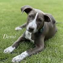 adopt-pet