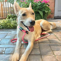 adopt-pet