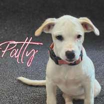 adopt-pet