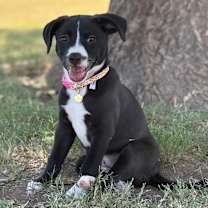 adopt-pet
