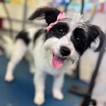 adopt-pet