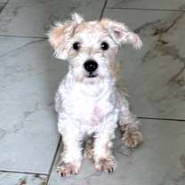 adopt-pet