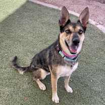 adopt-pet