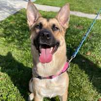 adopt-pet