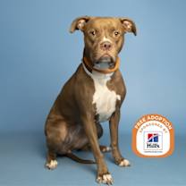 adopt-pet
