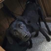 Thumbnail photo of Kenzie #3