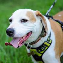 Thumbnail photo of Augie #1