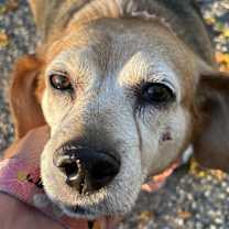 Thumbnail photo of Bailey #1