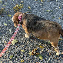 Thumbnail photo of Bailey #2