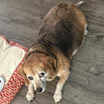 Thumbnail photo of Bailey #3