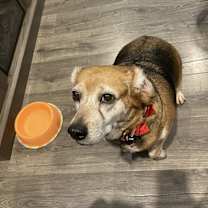 Thumbnail photo of Bailey #4