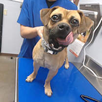 adopt-pet