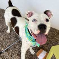 adopt-pet