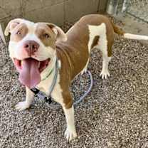adopt-pet