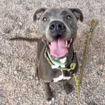adopt-pet