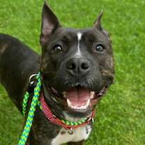 Thumbnail photo of Magnolia #2