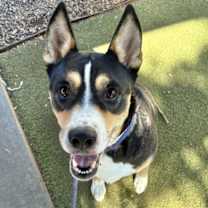 adopt-pet