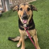 adopt-pet