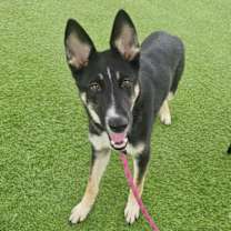 adopt-pet