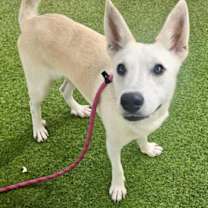 adopt-pet
