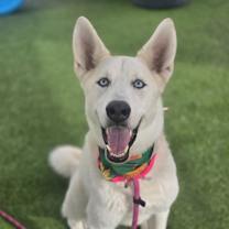 adopt-pet