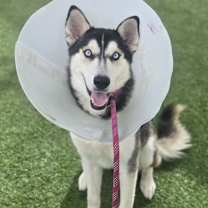 adopt-pet