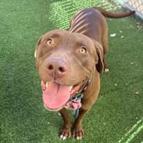 adopt-pet