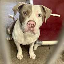 adopt-pet