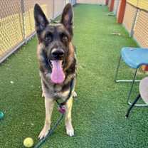adopt-pet