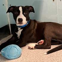 adopt-pet